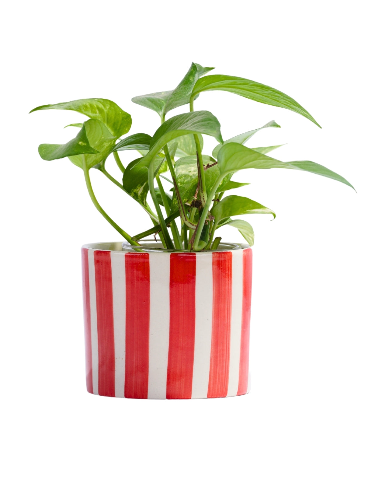 Poppy Planter
