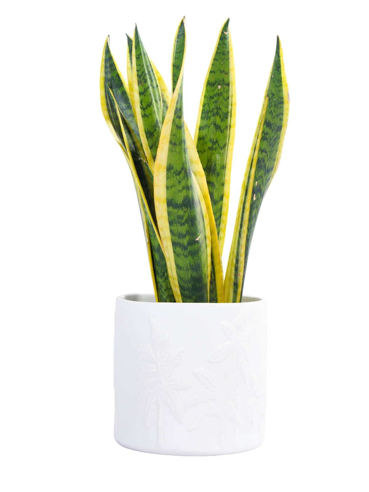 Palm Planter