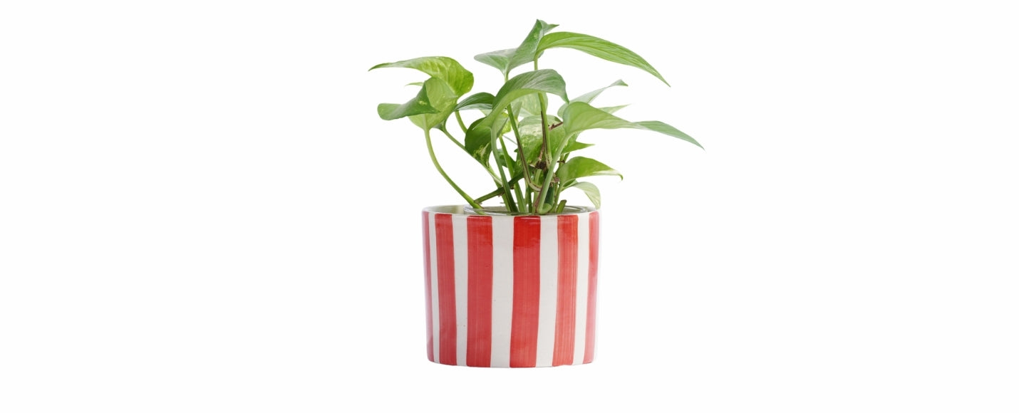 Musse Poppy Planter