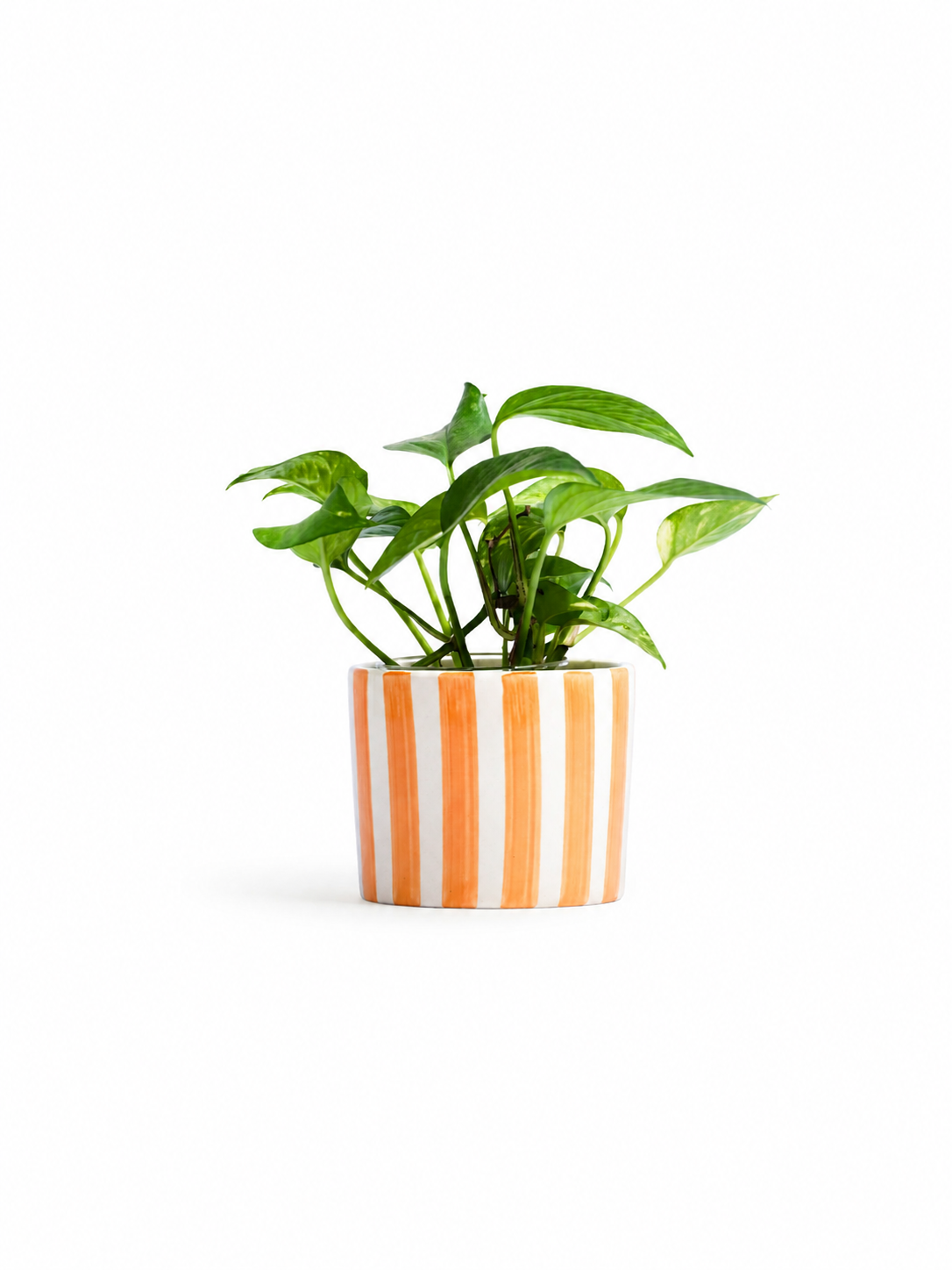 Marigold Planter