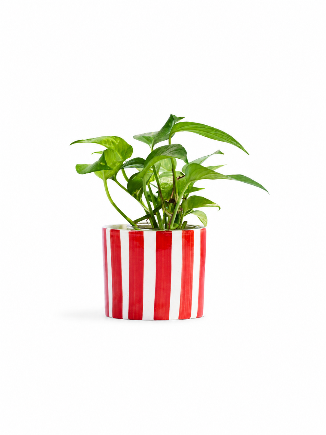 Poppy Planter