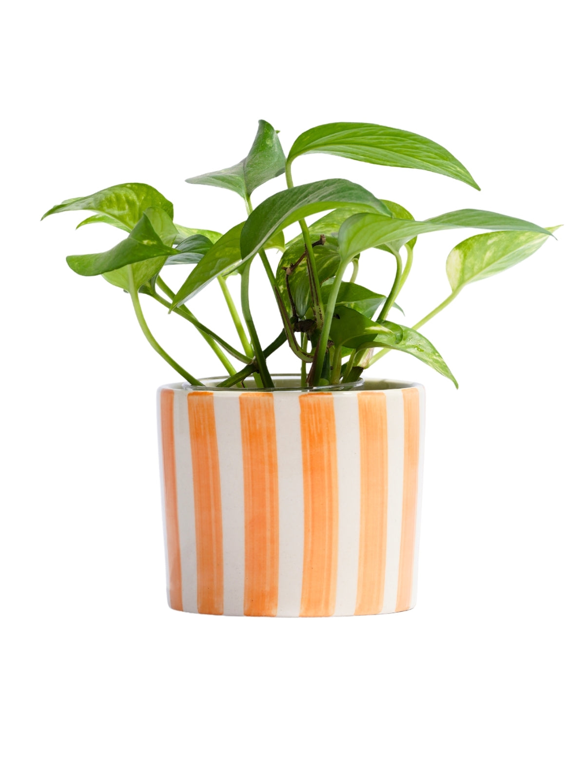 Marigold Planter