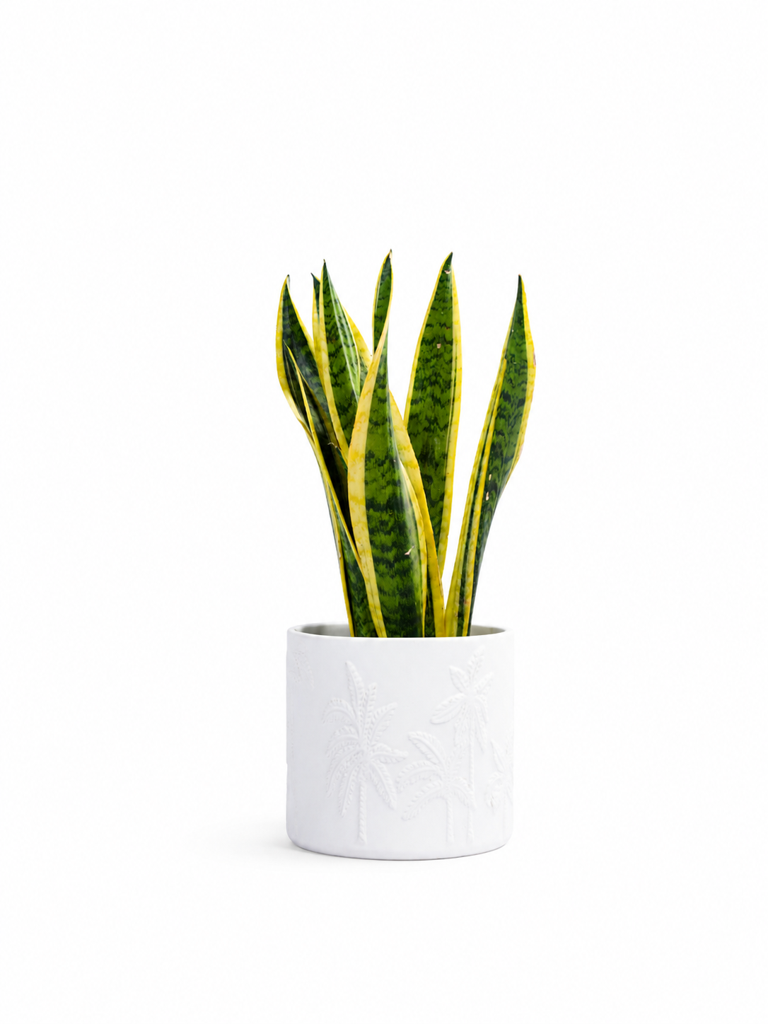 Palm Planter